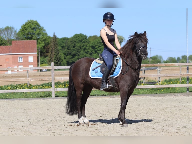 Welsh C (of Cob Type) Mare 13 years 13 hh Brown in Bogaarden