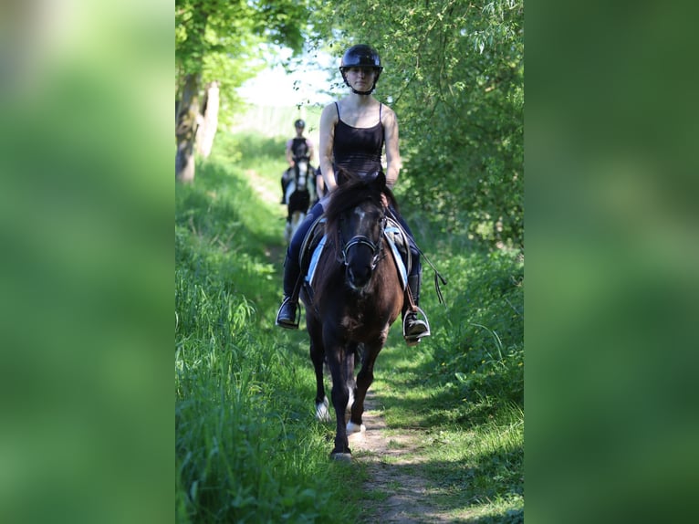 Welsh C (of Cob Type) Mare 13 years 13 hh Brown in Bogaarden