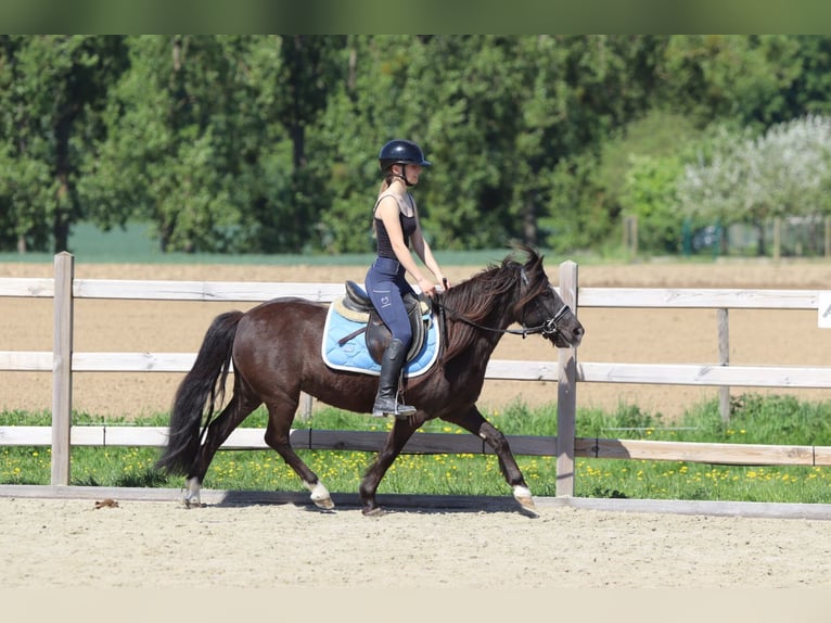 Welsh C (of Cob Type) Mare 13 years 13 hh Brown in Bogaarden