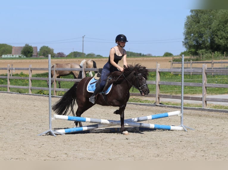 Welsh C (of Cob Type) Mare 13 years 13 hh Brown in Bogaarden