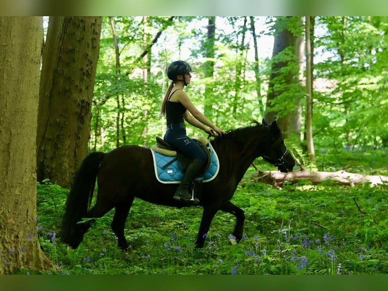 Welsh C (of Cob Type) Mare 13 years 13 hh Brown in Bogaarden