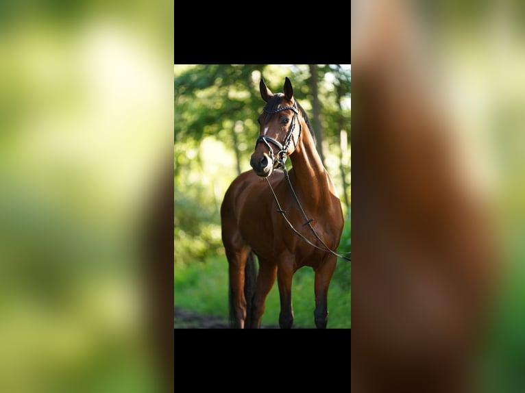 Welsh C (of Cob Type) Mare 13 years 14,3 hh Brown in Sulingen Welsh C (of Cob Type) Mare 13 years 14,3 hh Brown in Sulingen