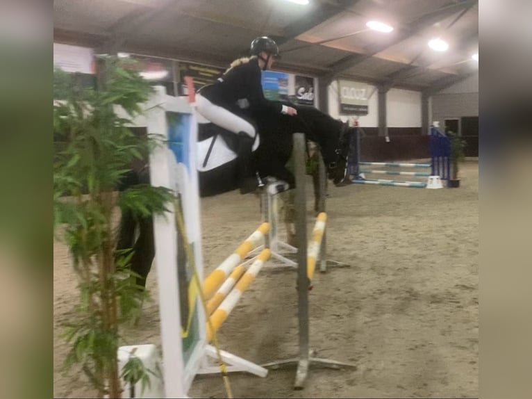 Welsh C (of Cob Type) Mare 14 years 13 hh Black in Putten