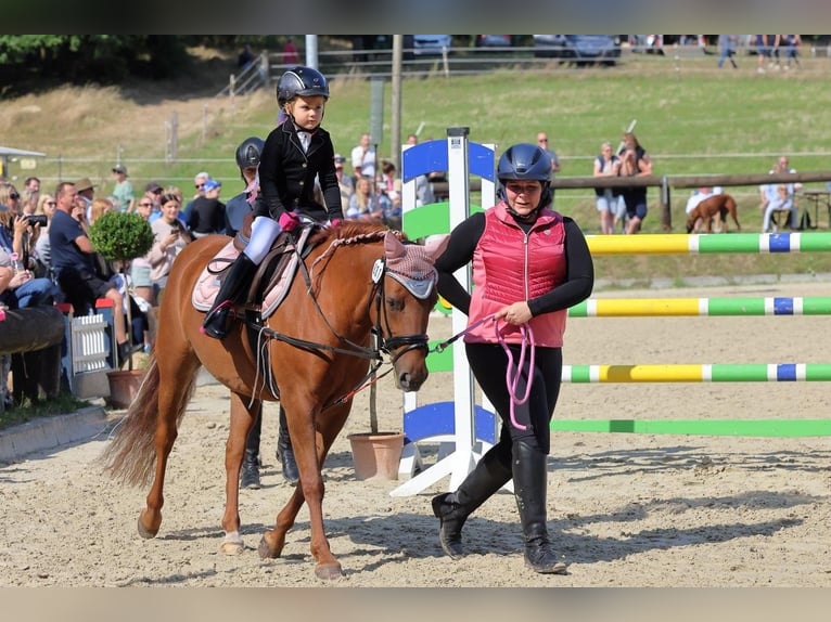 Welsh C (of Cob Type) Mix Mare 14 years 13,1 hh Chestnut-Red in Rosengarten