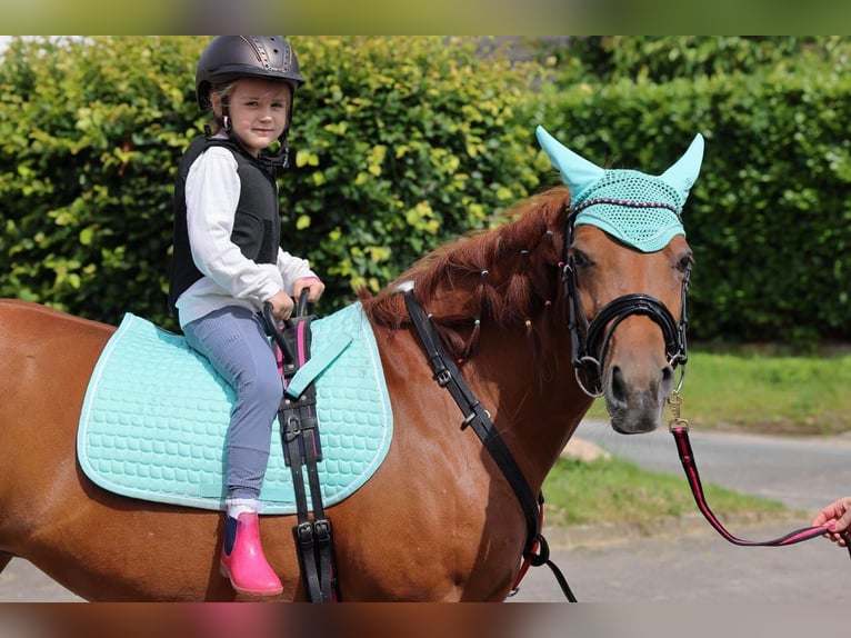 Welsh C (of Cob Type) Mix Mare 14 years 13,1 hh Chestnut-Red in Rosengarten