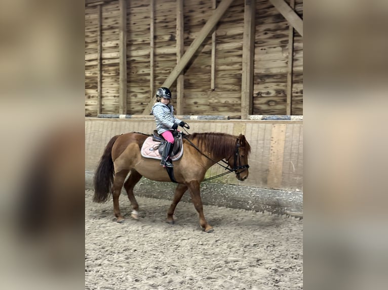Welsh C (of Cob Type) Mix Mare 14 years 13,1 hh Chestnut-Red in Rosengarten