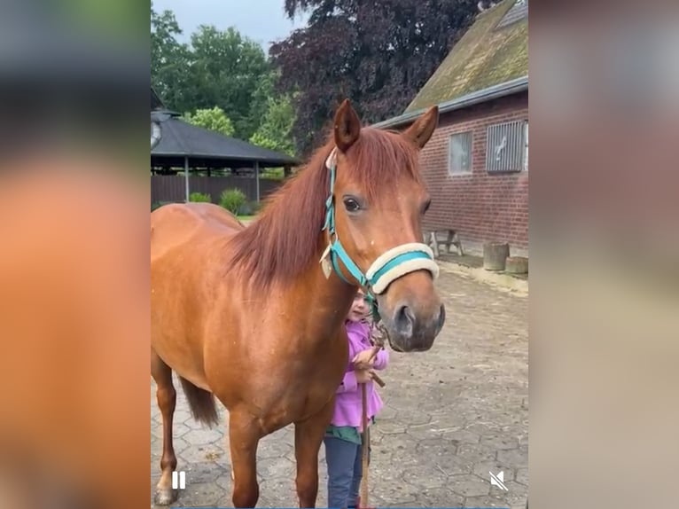 Welsh C (of Cob Type) Mix Mare 14 years 13,1 hh Chestnut-Red in Rosengarten