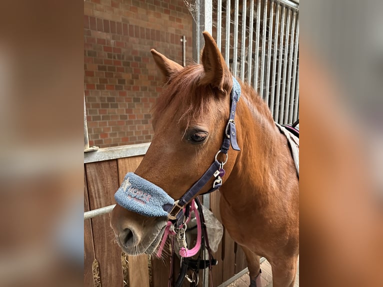 Welsh C (of Cob Type) Mix Mare 14 years 13,1 hh Chestnut-Red in Rosengarten