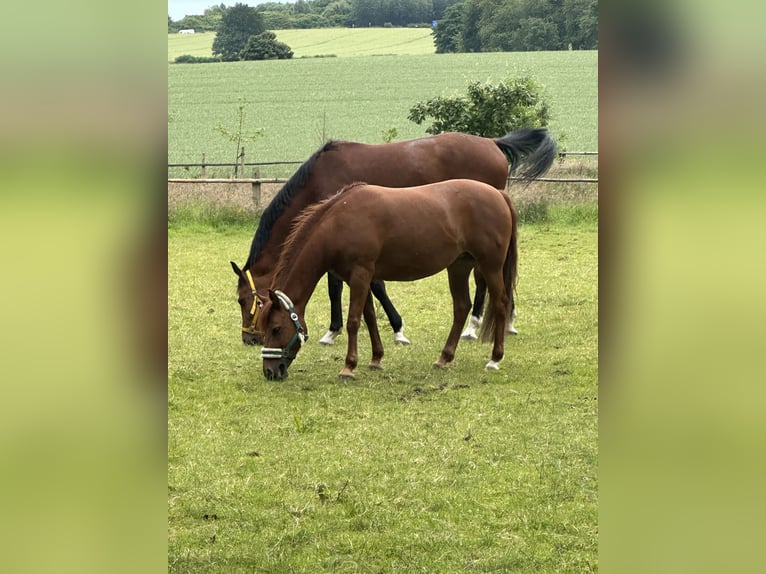 Welsh C (of Cob Type) Mix Mare 14 years 13,1 hh Chestnut-Red in Rosengarten