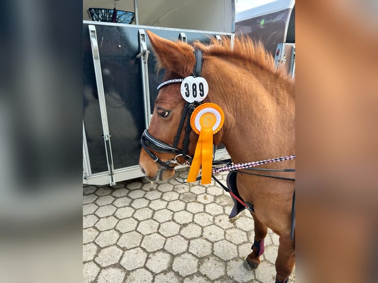 Welsh C (of Cob Type) Mix Mare 14 years 13,1 hh Chestnut-Red in Rosengarten