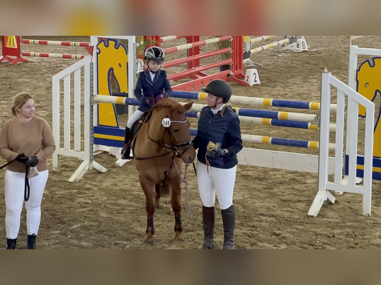 Welsh C (of Cob Type) Mix Mare 14 years 13,1 hh Chestnut-Red in Rosengarten