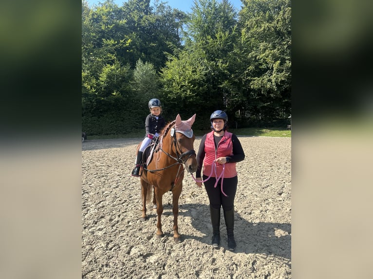 Welsh C (of Cob Type) Mix Mare 14 years 13,1 hh Chestnut-Red in Rosengarten