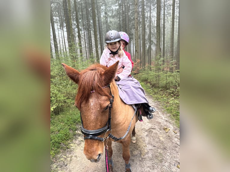 Welsh C (of Cob Type) Mix Mare 14 years 13,1 hh Chestnut-Red in Rosengarten