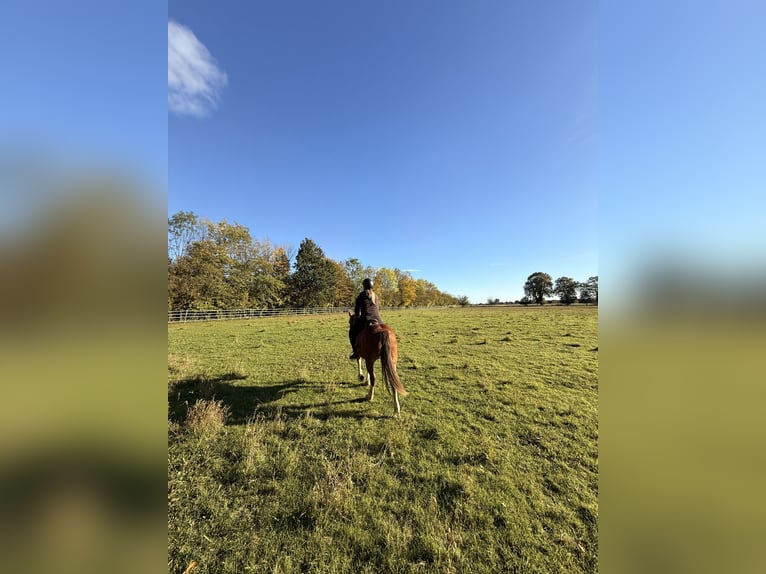 Welsh C (of Cob Type) Mare 14 years 13,1 hh Chestnut-Red in Liebenau