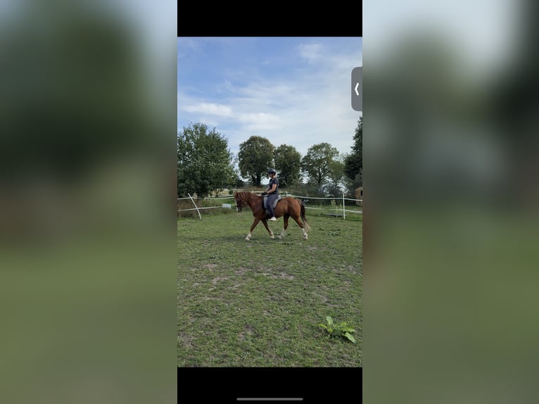 Welsh C (of Cob Type) Mare 14 years 13,1 hh Chestnut-Red in Liebenau