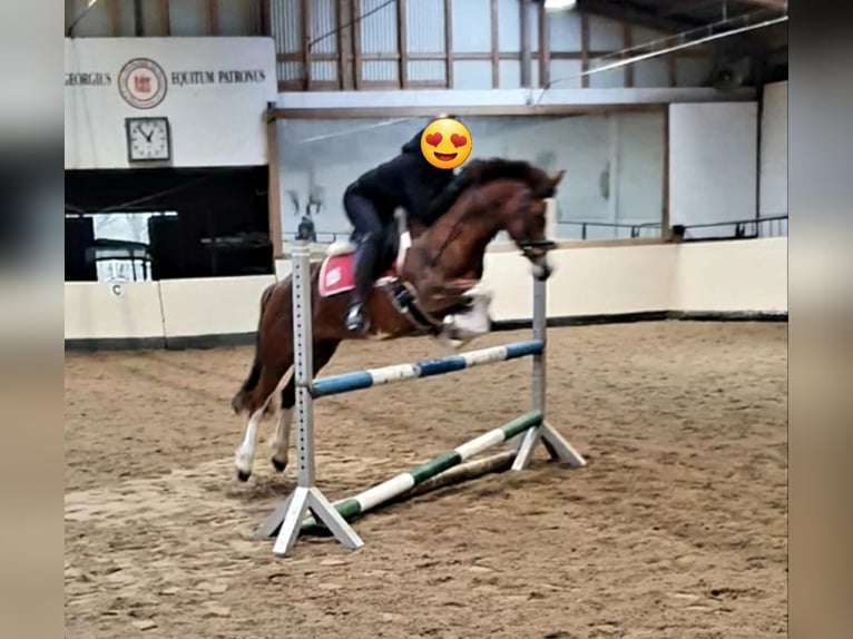 Welsh C (of Cob Type) Mare 15 years 13,1 hh Chestnut in Bremen