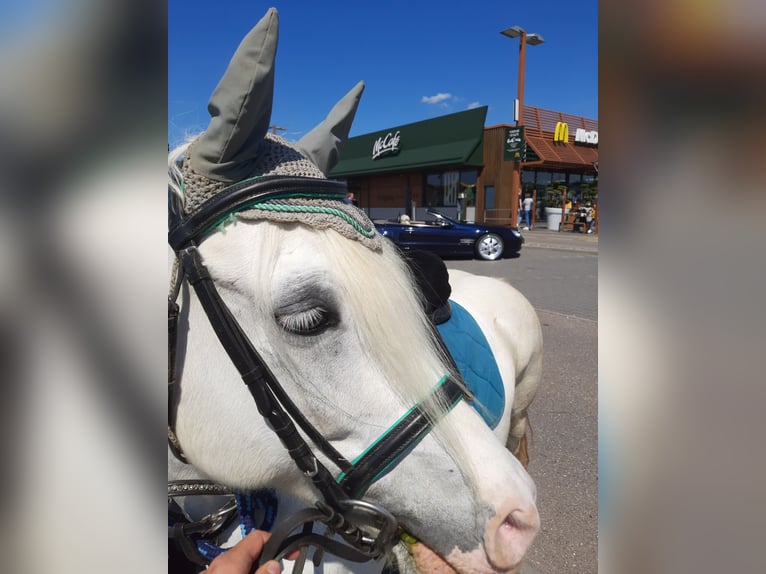 Welsh C (of Cob Type) Mix Mare 15 years 13,1 hh Gray in Todtenweis