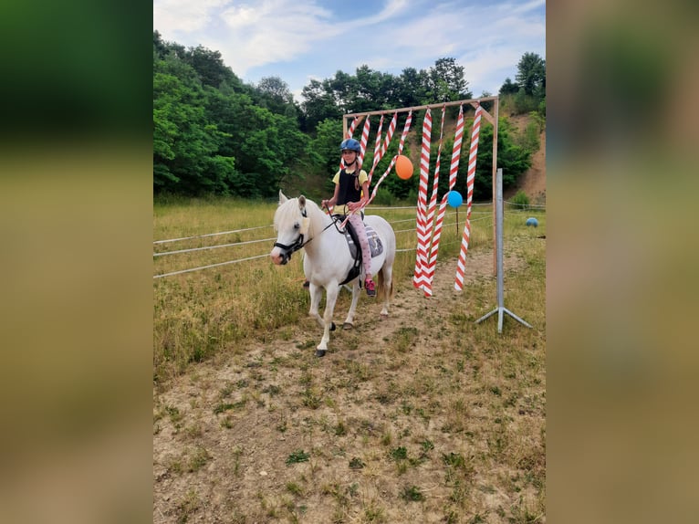 Welsh C (of Cob Type) Mix Mare 15 years 13,1 hh Gray in Todtenweis