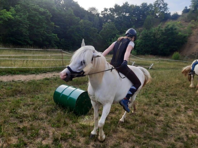 Welsh C (of Cob Type) Mix Mare 15 years 13,1 hh Gray in Todtenweis