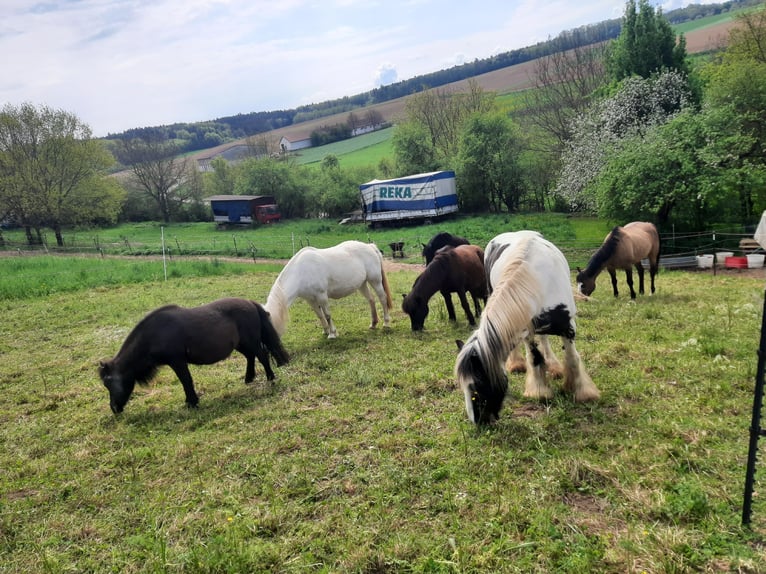 Welsh C (of Cob Type) Mix Mare 15 years 13,1 hh Gray in Todtenweis