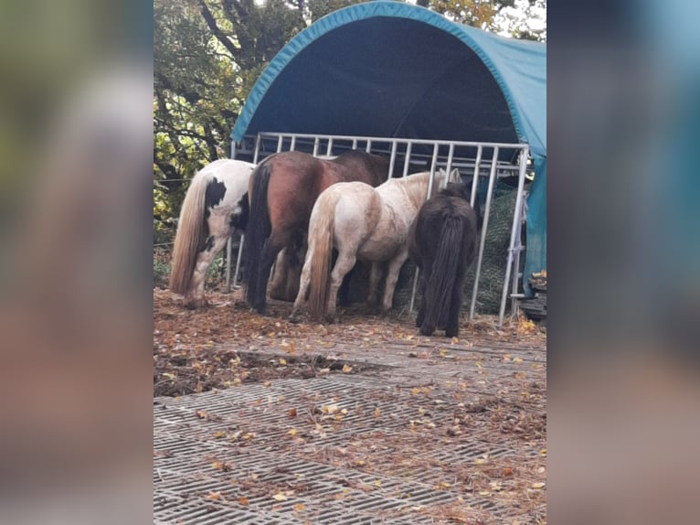 Welsh C (of Cob Type) Mix Mare 15 years 13,1 hh Gray in Todtenweis