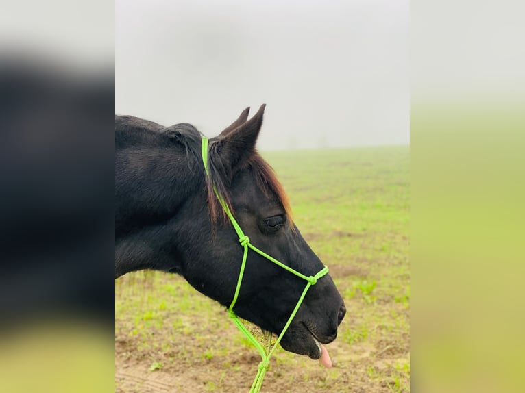 Welsh C (of Cob Type) Mare 15 years 14 hh Black in Freiburg im Breisgau