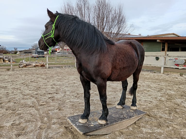 Welsh C (of Cob Type) Mare 15 years 14 hh Black in Freiburg im Breisgau