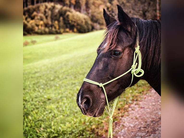 Welsh C (of Cob Type) Mare 15 years 14 hh Black in Freiburg im Breisgau