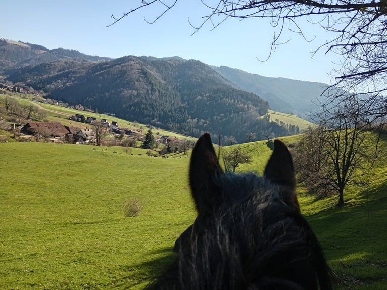 Welsh C (of Cob Type) Mare 15 years 14 hh Black in Freiburg im Breisgau