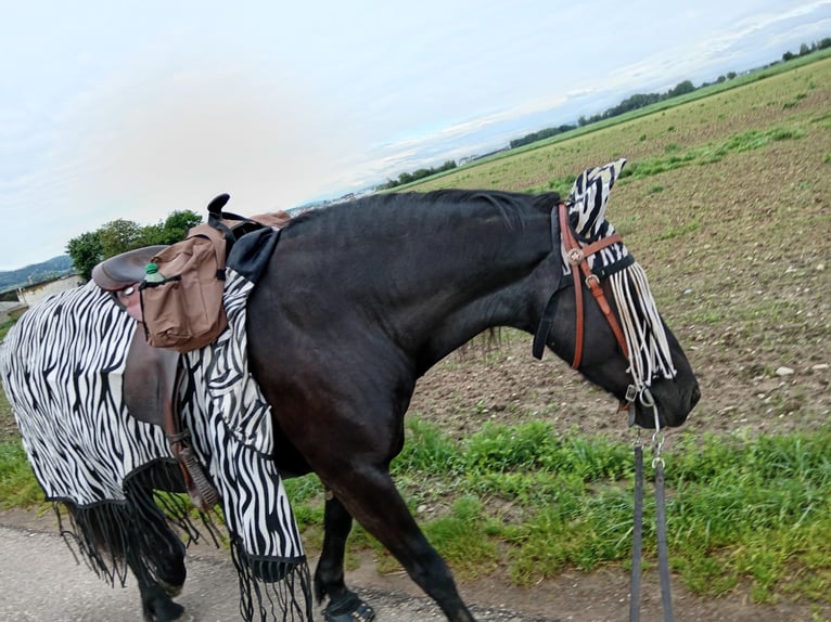 Welsh C (of Cob Type) Mare 15 years 14 hh Black in Freiburg im Breisgau