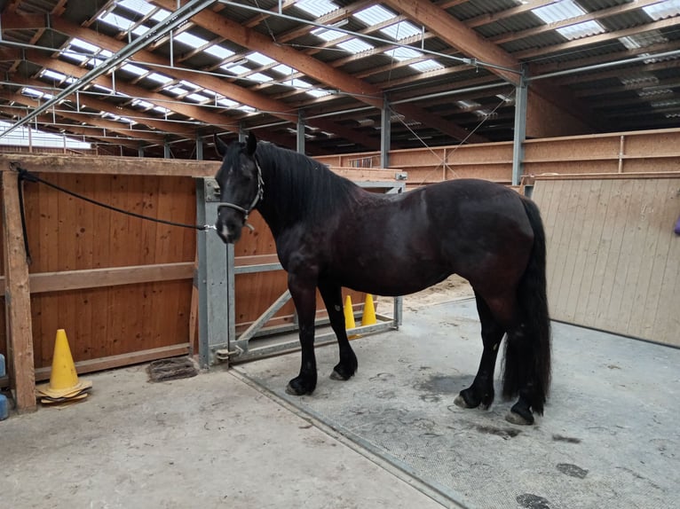 Welsh C (of Cob Type) Mare 15 years 14 hh Black in Freiburg im Breisgau