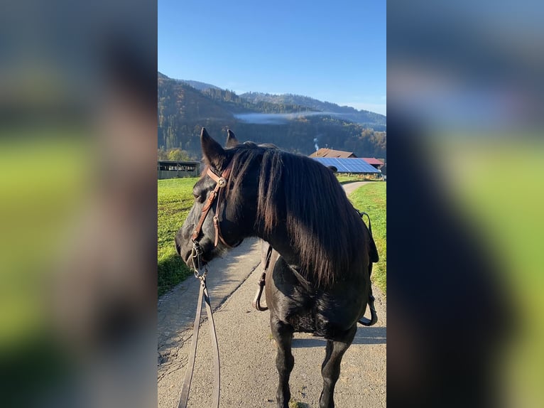 Welsh C (of Cob Type) Mare 15 years 14 hh Black in Freiburg im Breisgau
