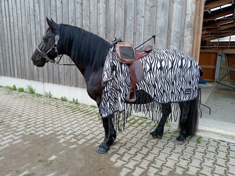 Welsh C (of Cob Type) Mare 15 years 14 hh Black in Freiburg im Breisgau