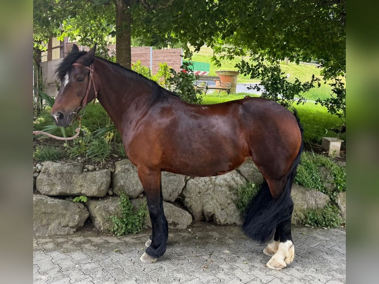 Welsh C (of Cob Type) Mare 15 years 15,1 hh Brown in Hosenruck