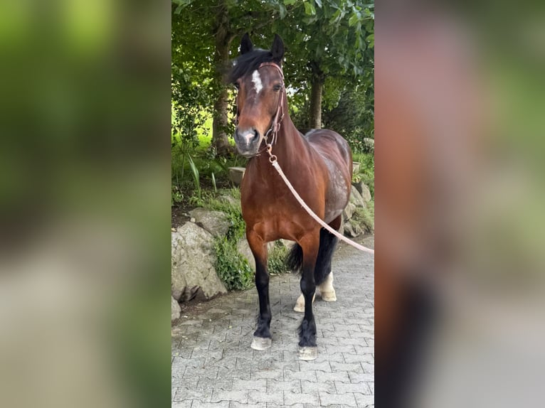 Welsh C (of Cob Type) Mare 15 years 15,1 hh Brown in Hosenruck