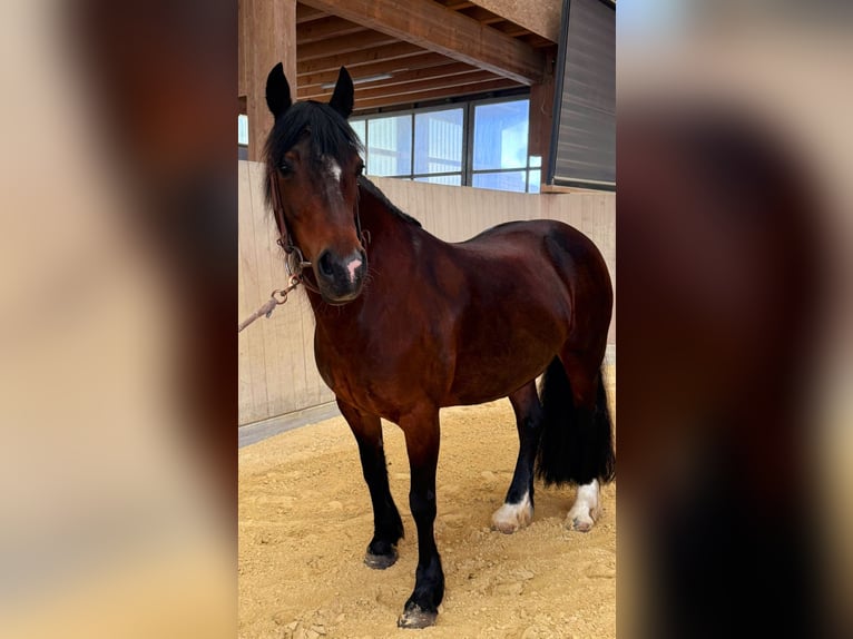 Welsh C (of Cob Type) Mare 15 years 15,1 hh Brown in Hosenruck