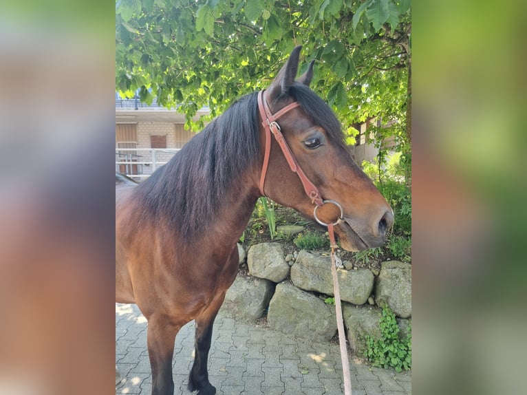 Welsh C (of Cob Type) Mare 15 years 15,1 hh Brown in Hosenruck