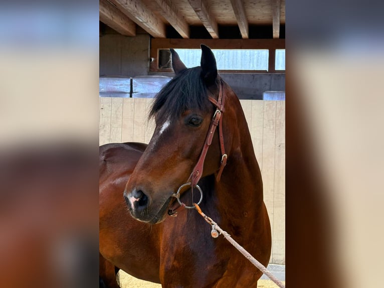 Welsh C (of Cob Type) Mare 15 years 15,1 hh Brown in Hosenruck