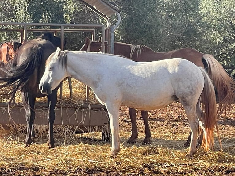Welsh C (of Cob Type) Mare 16 years 13.1 hh Grey in Felanitx