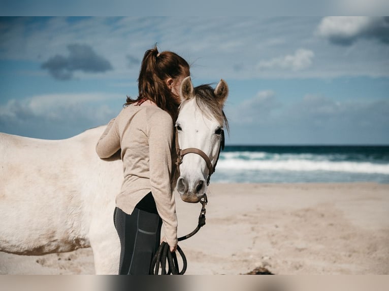 Welsh C (of Cob Type) Mare 16 years 13.1 hh Grey in Felanitx