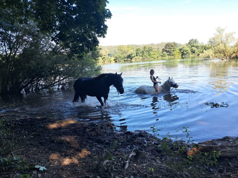 Welsh C (of Cob Type) Mix Mare 16 years 13,1 hh Grey in Rehling