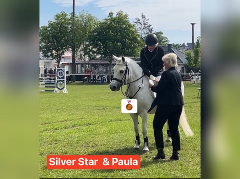 Welsh C (of Cob Type) Mare 17 years 13 hh Grey in Papenhagen