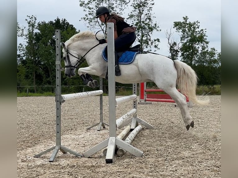 Welsh C (of Cob Type) Mare 17 years 13 hh Grey in Papenhagen