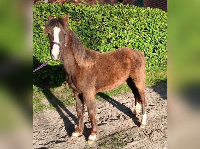 Welsh C (of Cob Type) Mare 1 year 12,2 hh in Haselünne Welsh C (of Cob Type) Mare 1 year 12,2 hh in Haselünne