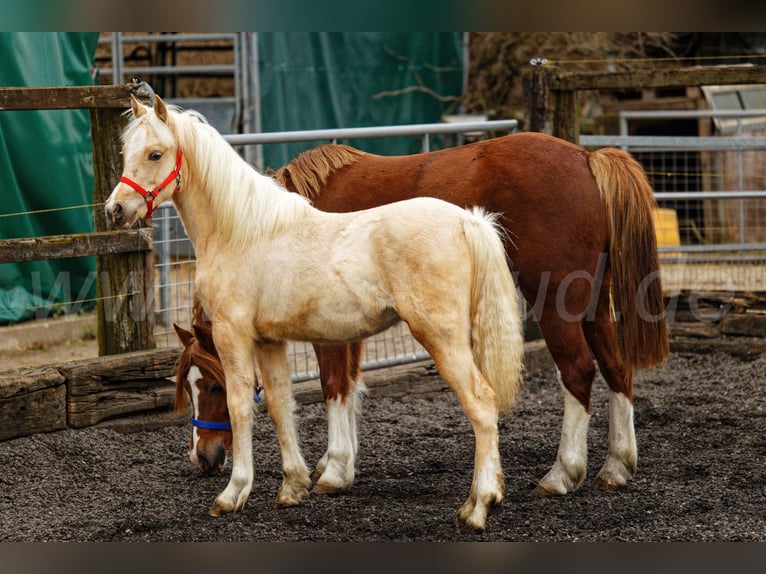 Welsh C (of Cob Type) Mare 1 year 13,1 hh Palomino in Meerbusch
