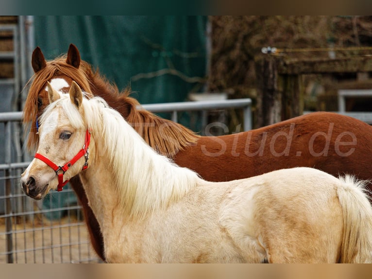 Welsh C (of Cob Type) Mare 1 year 13,1 hh Palomino in Meerbusch