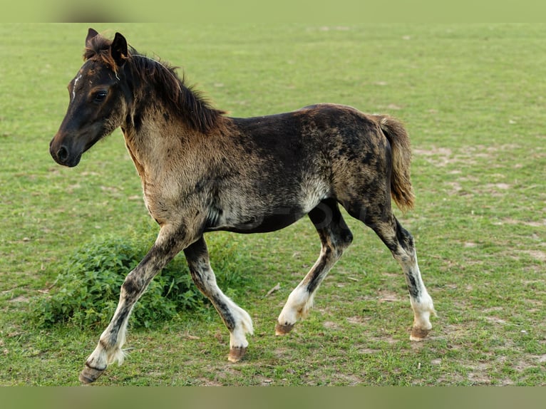 Welsh C (of Cob Type) Mare 1 year 13,1 hh Smoky-Black in Meerbusch