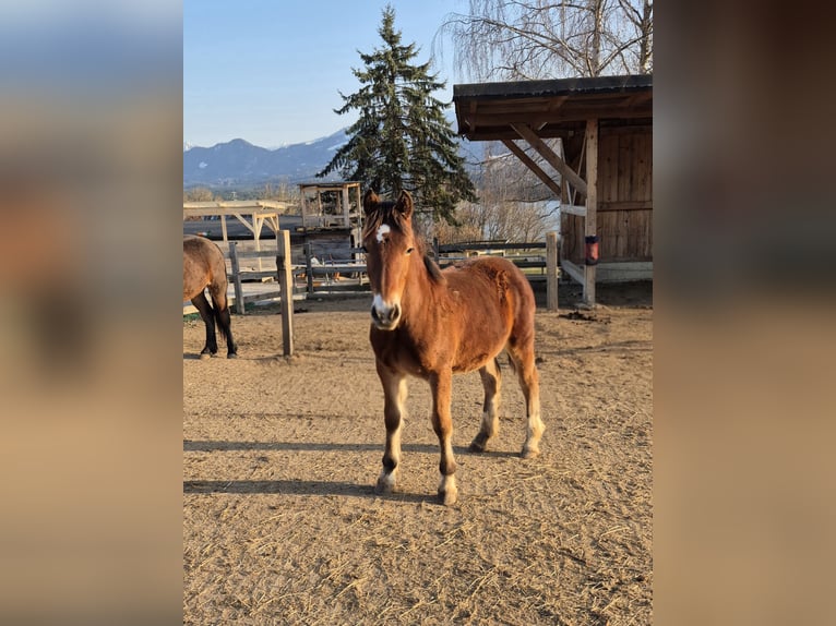 Welsh C (of Cob Type) Mare 1 year 14 hh Brown in Drobollach