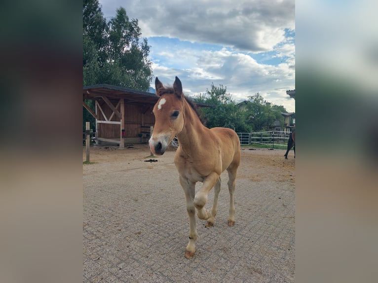 Welsh C (of Cob Type) Mare 1 year 14 hh Brown in Drobollach