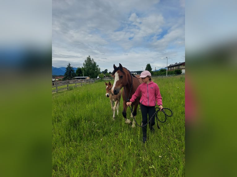 Welsh C (of Cob Type) Mare 1 year 14 hh Brown in Drobollach